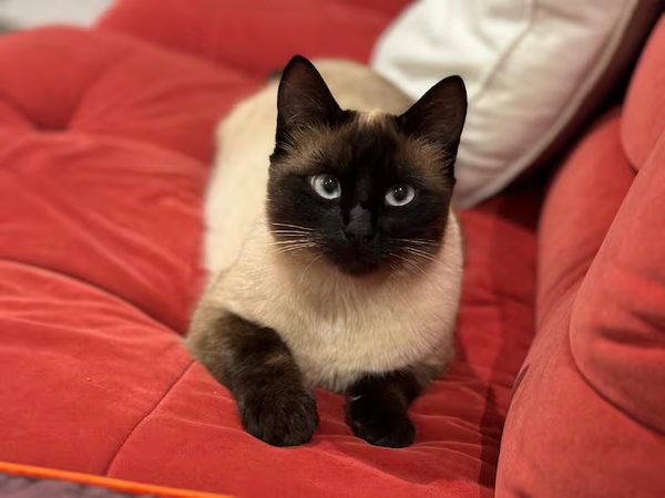 Compagnons à quatre pattes