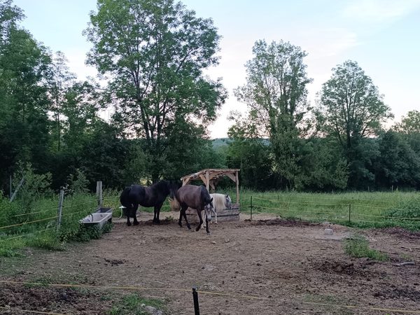 Les chevaux du domaine